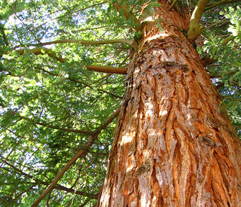 Legno di cedro